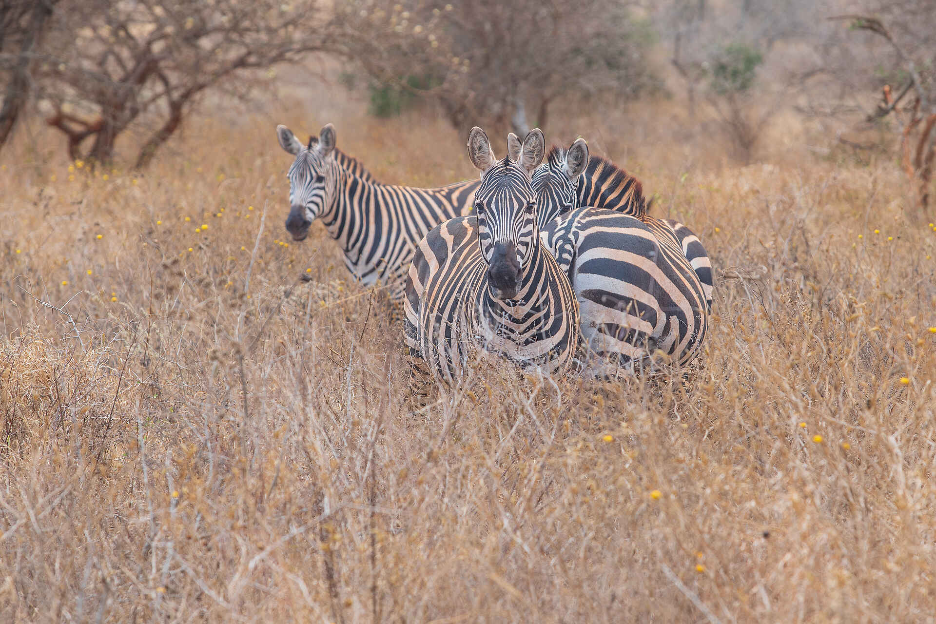 Soroi Leopards Lair Cottages: Zebras im Busch