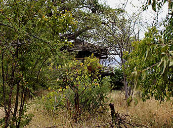 Tarangire Treetops: Verstecktes Baumhaus