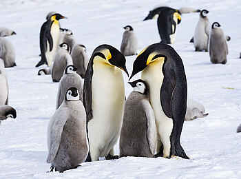 Whichaway Camp: Eine Pinguin Safari