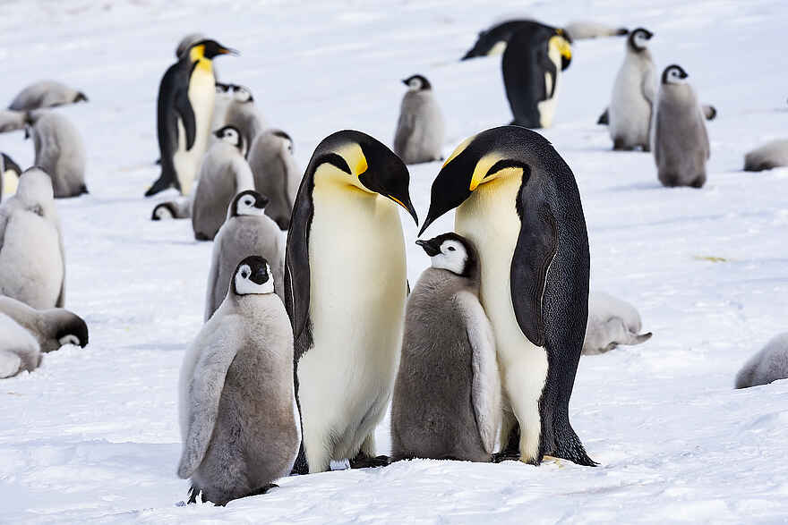 Whichaway Camp: Eine Pinguin Safari Whichaway Camp: Eine Pinguin Safari