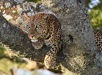 Wilderness Usawa Serengeti: Ein Leopard auf einem Baum Wilderness Usawa Serengeti: Ein Leopard auf einem Baum