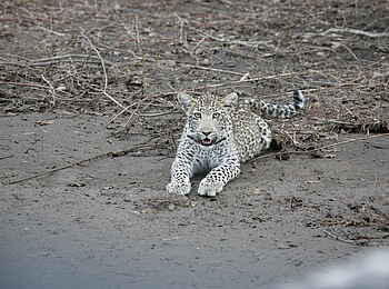 Little Vundu Camp: Ruhender Leopard Little Vundu Camp: Ruhender Leopard