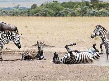 Mahali Mzuri: Spielende Zebras