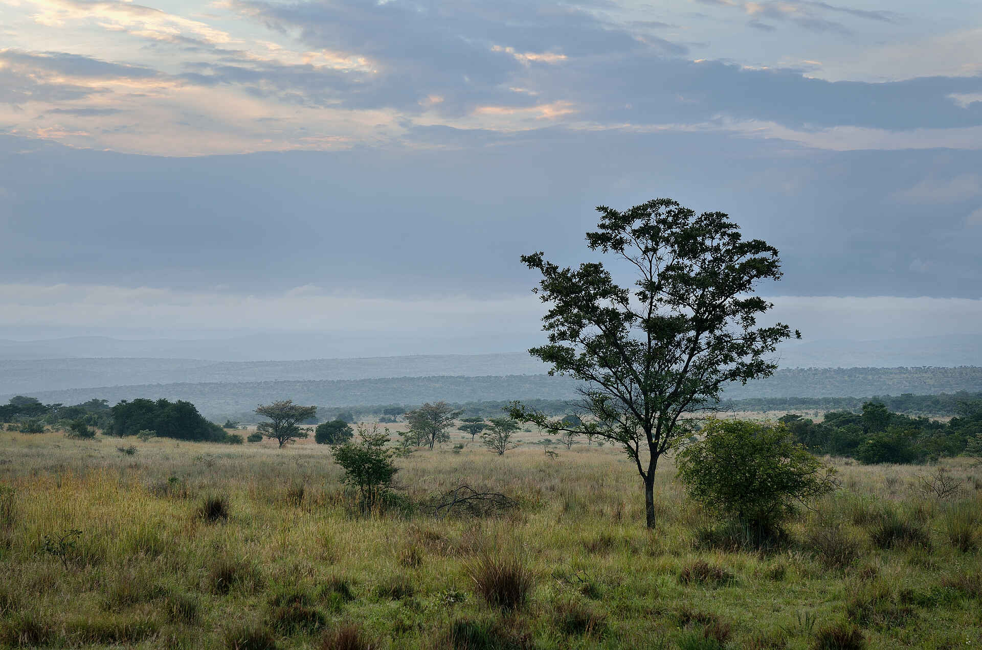 5 Sterne, Big Five, Lodge, Safari, Welgevonden, Welgevonden Game Reserve, Landschaft, Wildlife, Afrikarma, Afrikarma Safaris, Afrikarma Safaris - Wildnis. Hautnah., Afrikarma.de