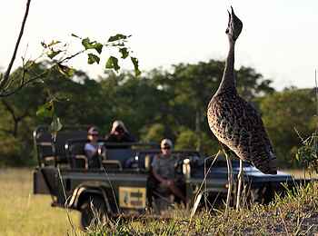 MalaMala Sable Camp: Vogelbeobachtung