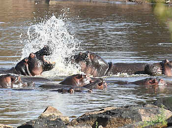 Mara Ngenche Camp: Nilpferde