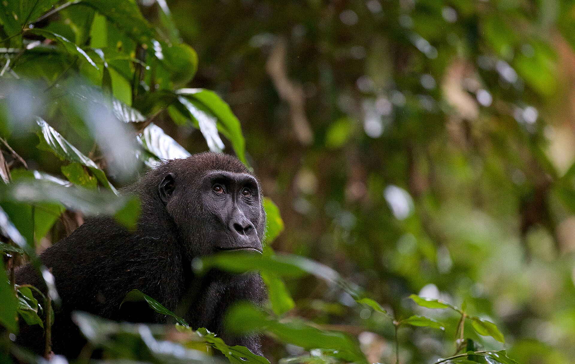 Ngaga Camp: Ein Gorilla im Ausblick