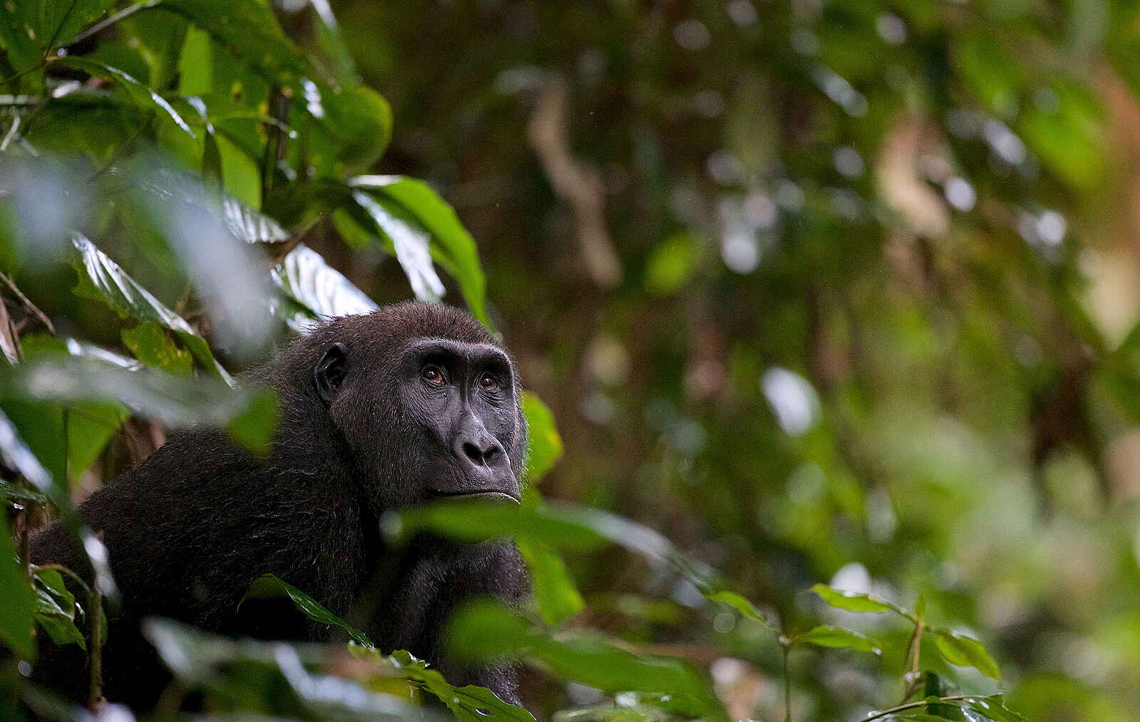 Ngaga Camp: Ein Gorilla im Ausblick Ngaga Camp: Ein Gorilla im Ausblick