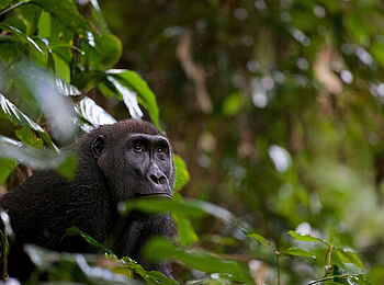 Ngaga Camp: Ein Gorilla im Ausblick