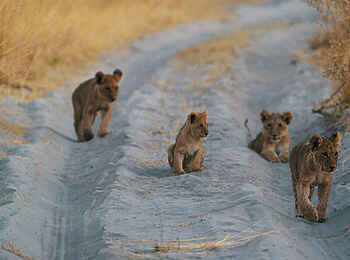 Sanctuary Chief's Camp: Löwenbabies