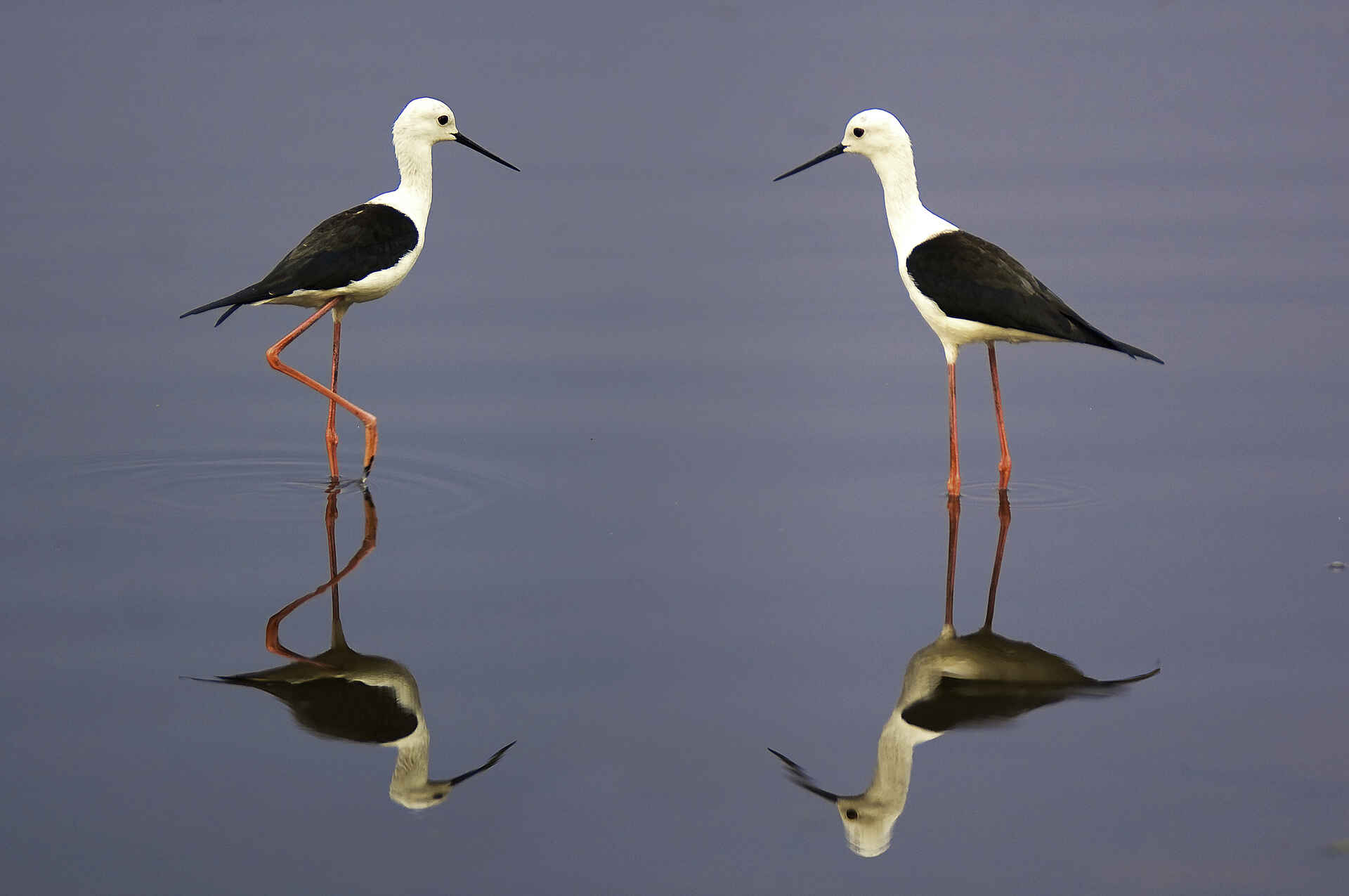 Africa, Bird, Blackwinged Stilt (Himantopus himantopus), Botswana, Country, Place, Selinda, Afrikarma, Afrikarma Safaris, Afrikarma Safaris. Wildnis. Hautnah., Afrikarma.de