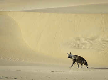 Serra Cafema: Braune Hyäne