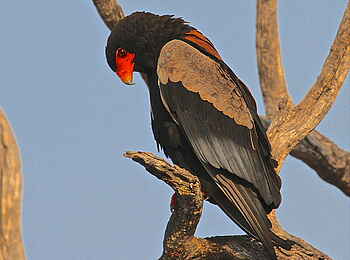 Camelthorn Lodge: Gaukler Camelthorn Lodge: Gaukler