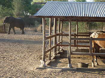 Chundukwa River Lodge: Elefant bei den Pferdeställen Chundukwa River Lodge: Elefant bei den Pferdeställen