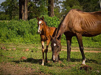 Chundukwa River Lodge: Stute mit Fohlen Chundukwa River Lodge: Stute mit Fohlen