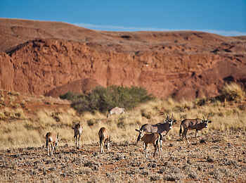 Desert Whisper Villa: Antilopen