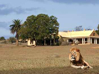 Gorah Elephant Camp: Ein Löwe vor dem Camp Gorah Elephant Camp: Ein Löwe vor dem Camp