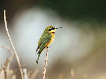 Jabali Private House: Bird Watching