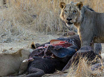 Jabali Ridge Camp: Dinner for two Jabali Ridge Camp: Dinner for two