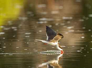 KaingU Safari Lodge: Skimming Skimmer