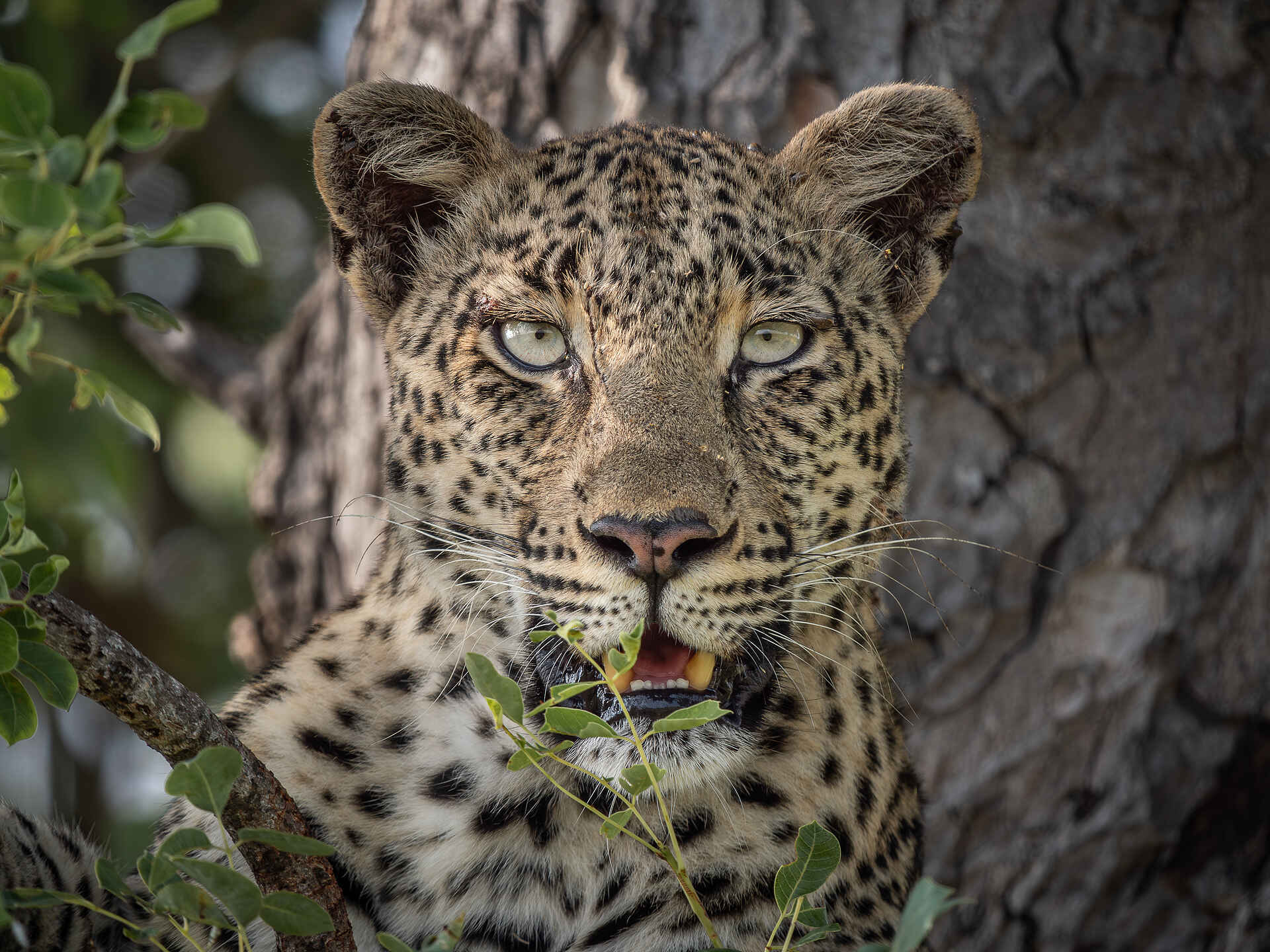 Kambaku River Sands: Ein Leopard Kambaku River Sands: Ein Leopard