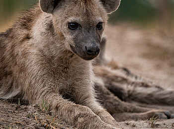 Kiri Camp: Eine Tüpfelhyäne Kiri Camp: Eine Tüpfelhyäne