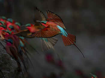 Kulandila Camp: Ein Kaminspint im Anflug Kulandila Camp: Ein Kaminspint im Anflug