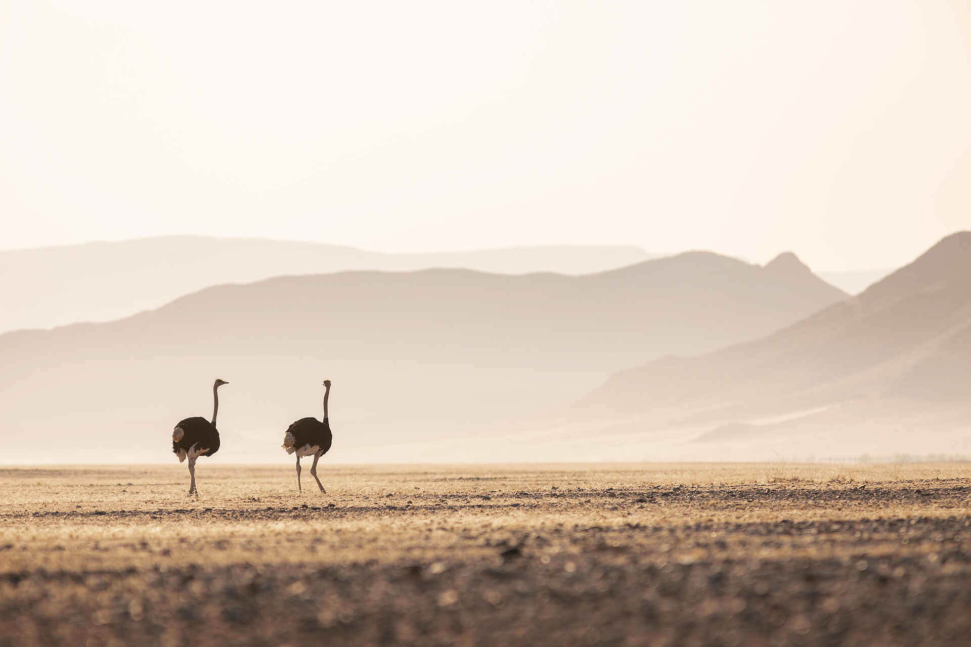 Little Kulala Lodge: Straußenpaar