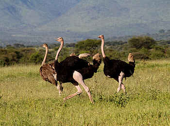 Manyara Ranch: Vogelstrauß Manyara Ranch: Vogelstrauß