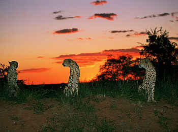 Okonjima Plains Camp: Gepardentrio im Sonnenuntergang Okonjima Plains Camp: Gepardentrio im Sonnenuntergang