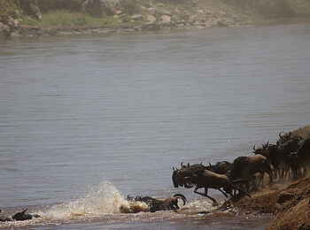 Sayari Camp: Gnus springen in den Mara Sayari Camp: Gnus springen in den Mara