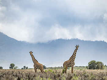 Soroi Leopards Lair Cottages: Giraffen