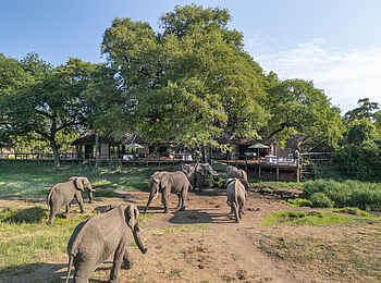 Tintswalo Safari Lodge: Elefanten vor der Lodge