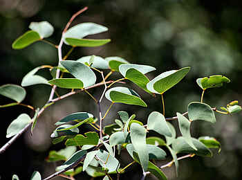 Vingerklip Lodge: Blätter des Mopane-Baumes