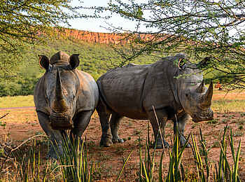 Waterberg Plateau Lodge: Breitmaulnashörner Waterberg Plateau Lodge: Breitmaulnashörner