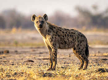 Wilderness Mokete Camp: Tüpfelhyäne