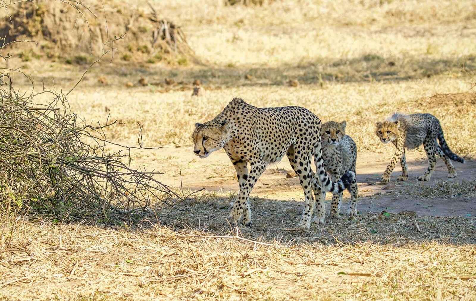 Chilo Ivory Trail Adventure: Gepardin mit Jungen Chilo Ivory Trail Adventure: Gepardin mit Jungen