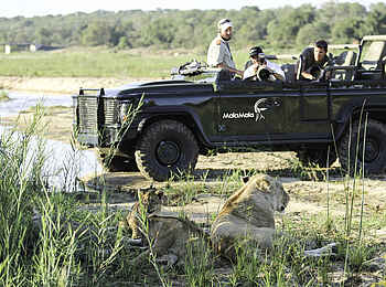 MalaMala Rattrays Camp: Liegende Löwin MalaMala Rattrays Camp: Liegende Löwin