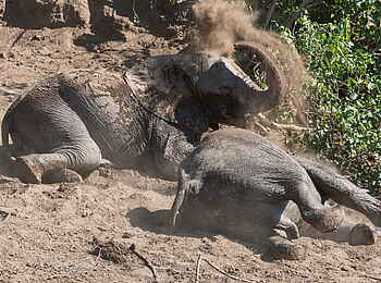 Mashatu Game Reserve: Staubbad