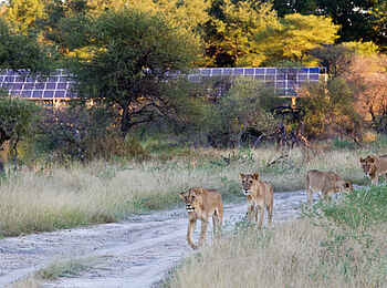 Mombo Camp: Löwen im Camp Mombo Camp: Löwen im Camp