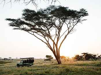 Namiri Plains Camp: Pirschfahrt am Morgen