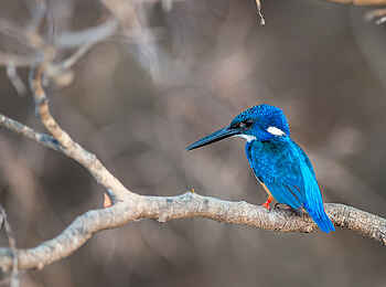 Ntemwa Busanga Bushcamp: Half-collared Kingfisher