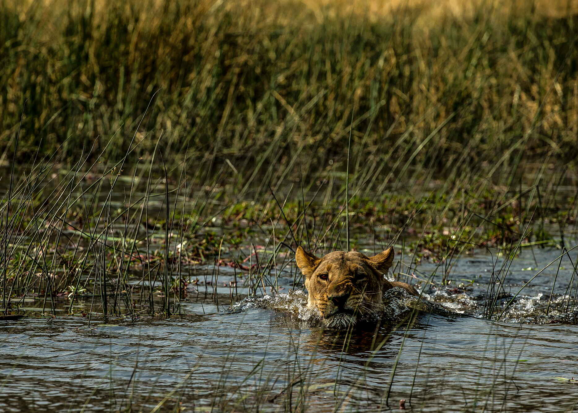 Afrikarma, Afrikarma Safaris, Afrikarma Safaris. Wildnis. Hautnah., Afrikarma.de, Selinda, Lion, Löwe, Panthera leo