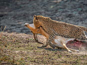 Time + Tide Kakuli: Leopard mit Beute Time + Tide Kakuli: Leopard mit Beute