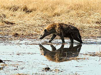 Tuludi Camp: Tüpfelhyäne im Wasser Tuludi Camp: Tüpfelhyäne im Wasser