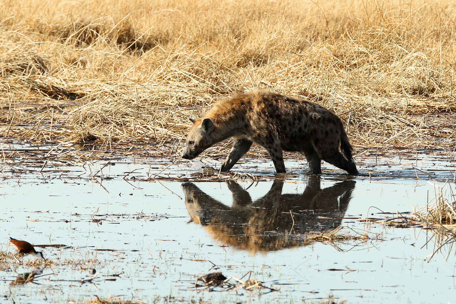 Tuludi Camp: Tüpfelhyäne im Wasser Tuludi Camp: Tüpfelhyäne im Wasser