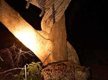 Tusk and Mane Safaris: Leopard und Hyäne Tusk and Mane Safaris: Leopard und Hyäne