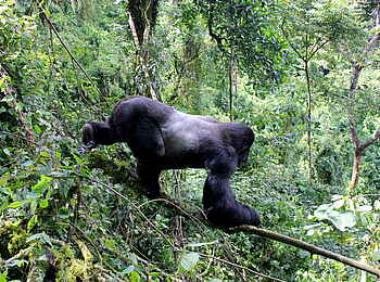 Buhoma Lodge: Silberrücken balanciert im Wald