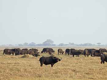 Busanga Bush Camp: Büffelherde Busanga Bush Camp: Büffelherde