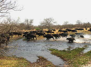 Camp Xakanaxa: Fliehende Büffel